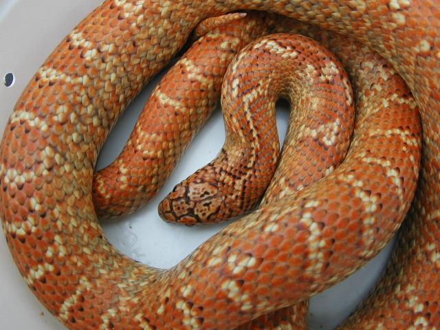 Hypo brooksi red flame