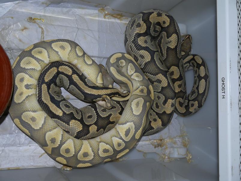 Hypo mojave x Ghost.JPG