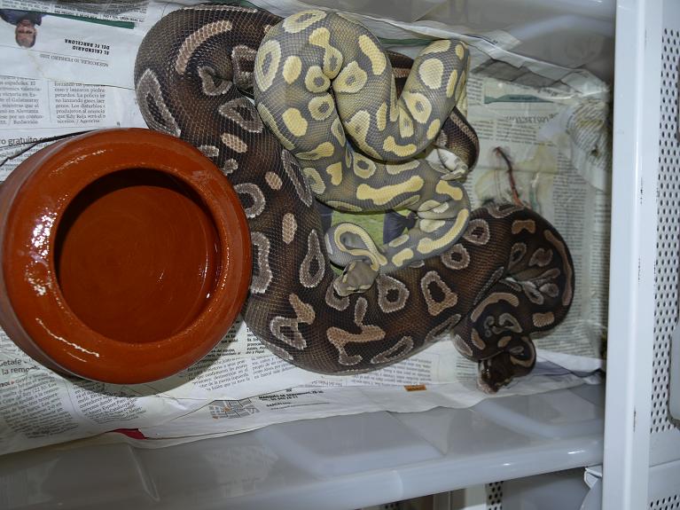 Hypo Mojave x Mojave H2.JPG