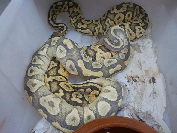 Hypo Mojave x Pastel Ghost.jpg
