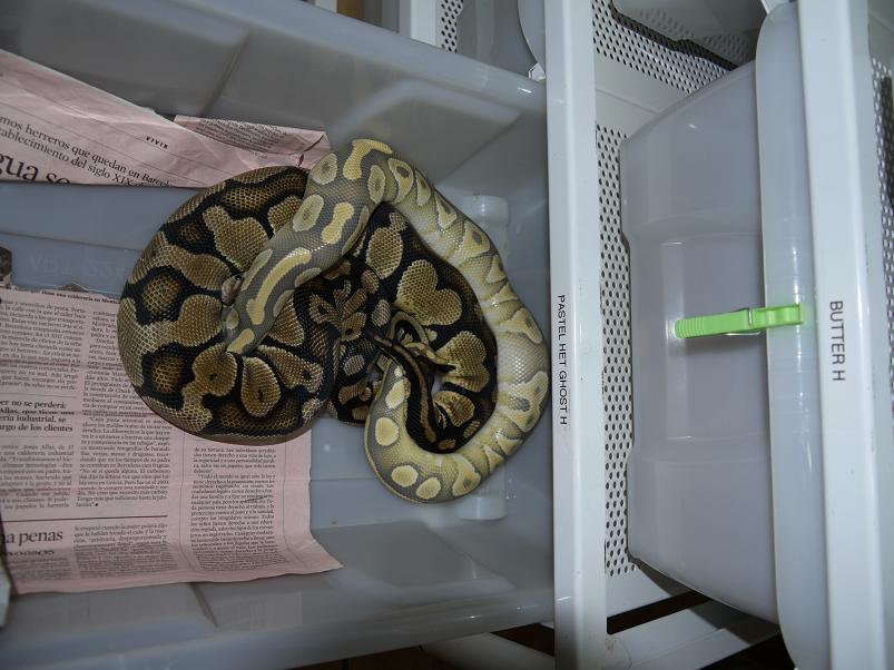 hypo mojave x pastel het ghost.JPG