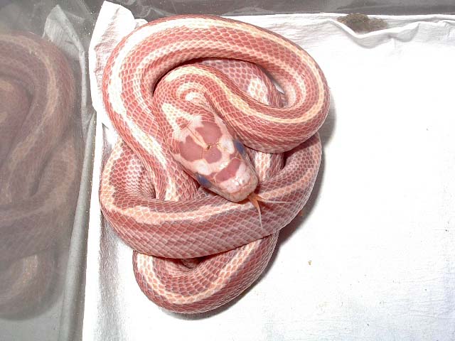 hypo motley  Q-Typped.jpg