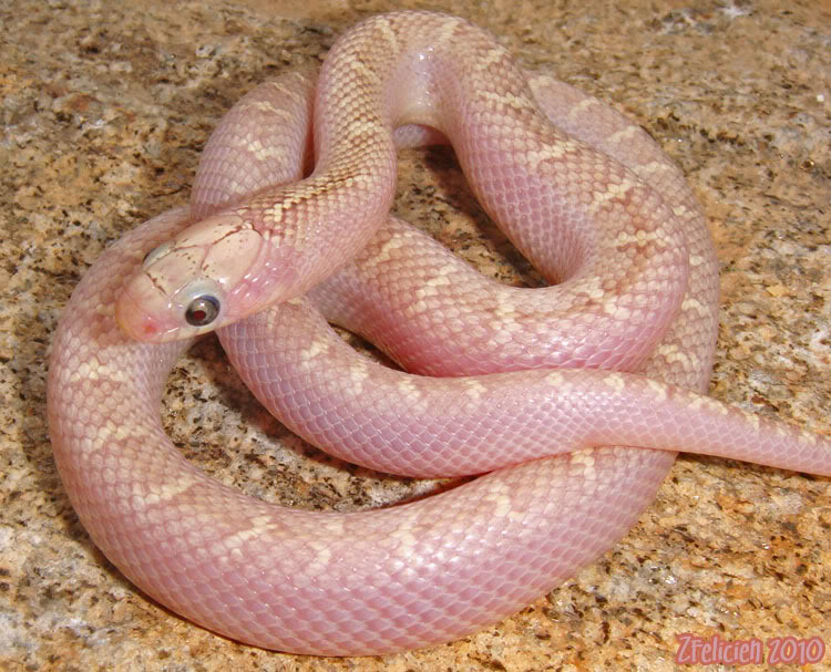 hypo white sided brooksi