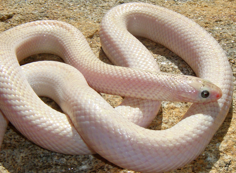 Hypo White Sided brooksi