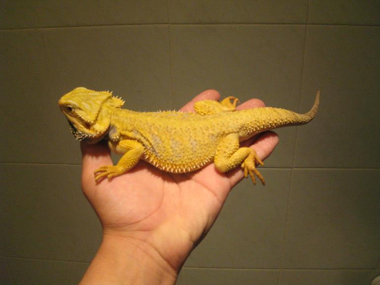 hypo yellow citrus.JPG