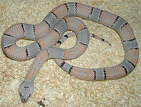 hypoeritristica alterna