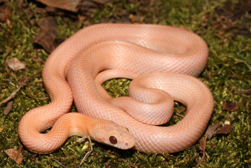 hypolavender striped.jpg