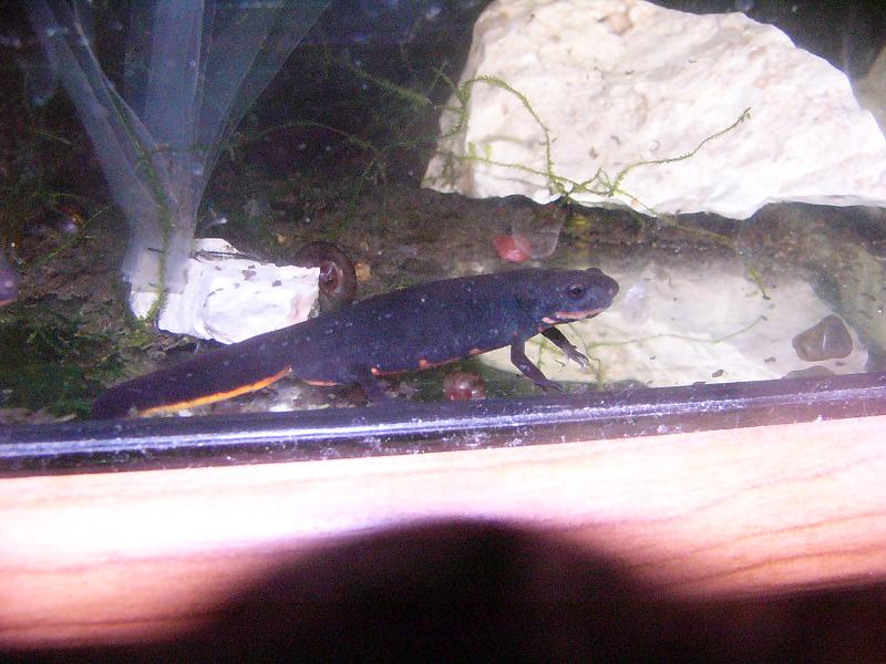 Hypselotriton orientalis, macho joven.