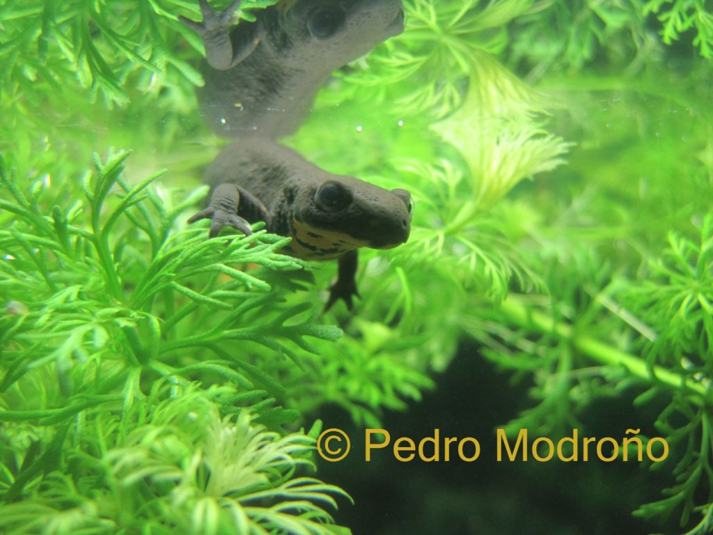 Hypselotriton orientalis