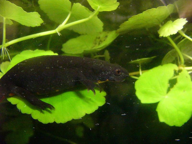 Hypselotriton orientalis