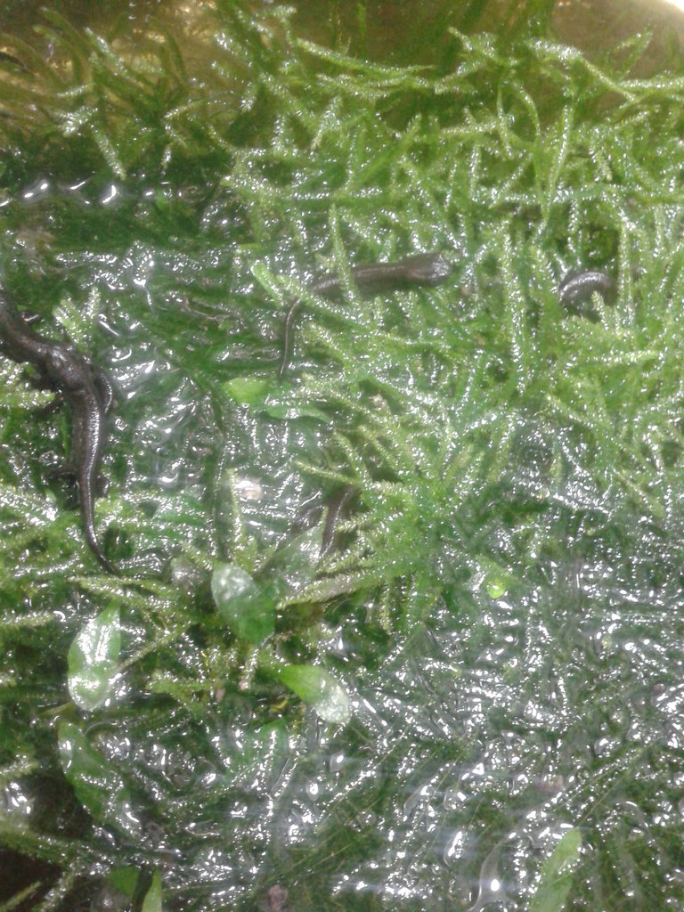 Hypselotriton orientalis