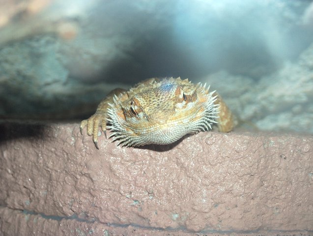 iara 004_637x480.jpg