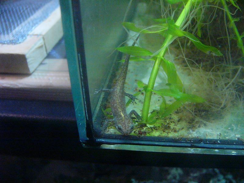 Ichthyosaura alpestris apuanus, metamorfico.