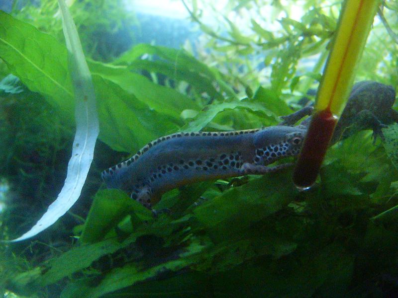 Ichthyosaura alpestris apuanus