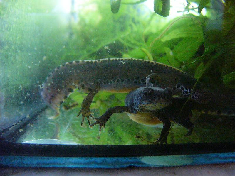 Ichthyosaura alpestris apuanus