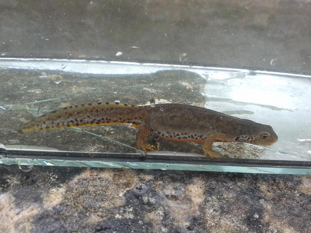 Ichthyosaura alpestris cyreni, hembra.