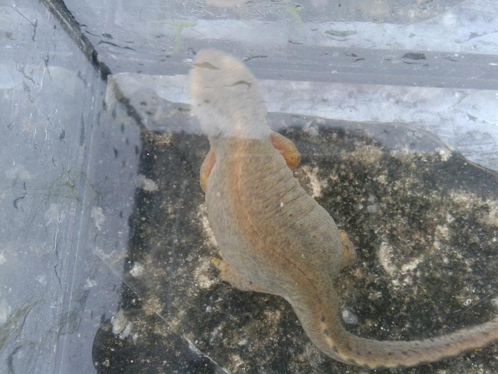 Ichthyosaura alpestris cyreni, hembra.