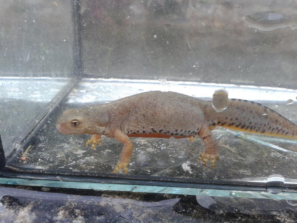 Ichthyosaura alpestris cyreni, hembra.