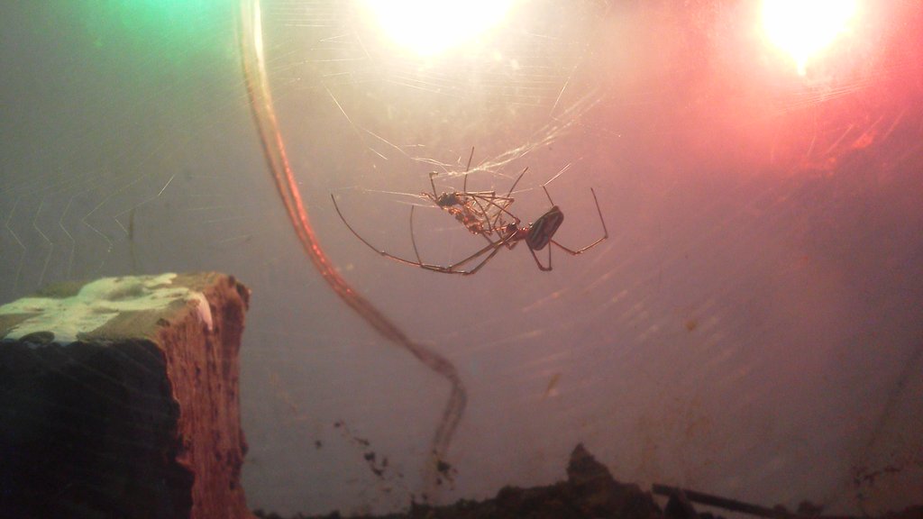 identificacion porfavor se. canival