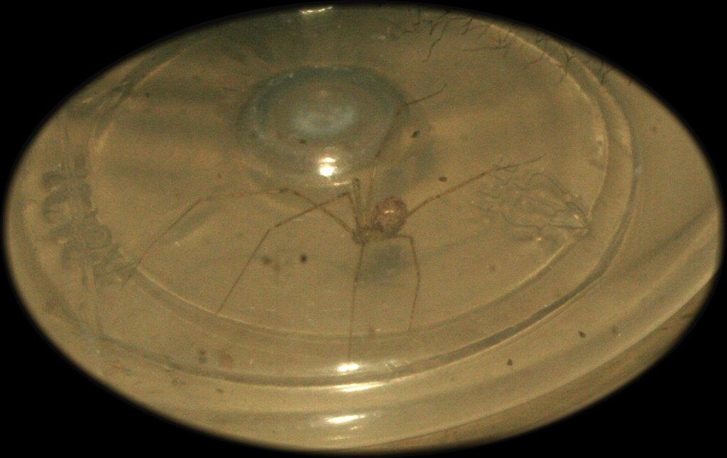 identificacion porfavor