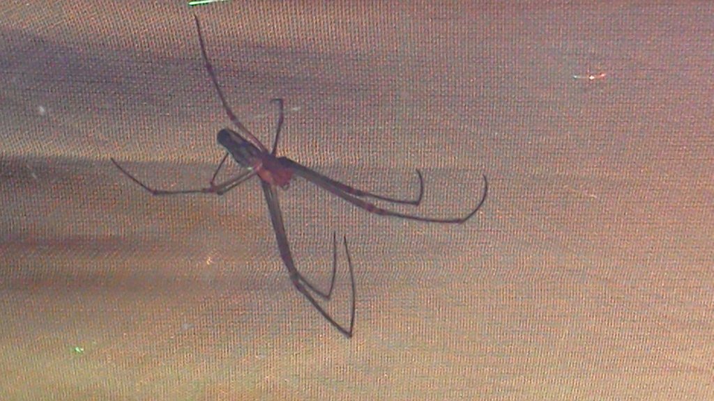 identificacion porfavor