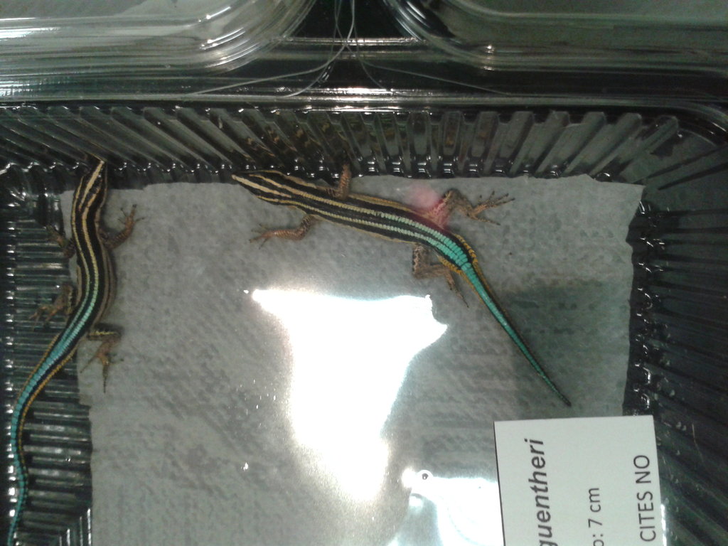 Identificación saurios