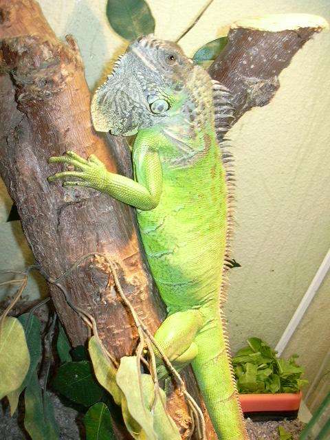 Iguana 3.jpg