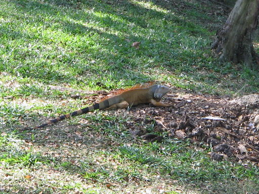 Iguana iguana macho.jpg