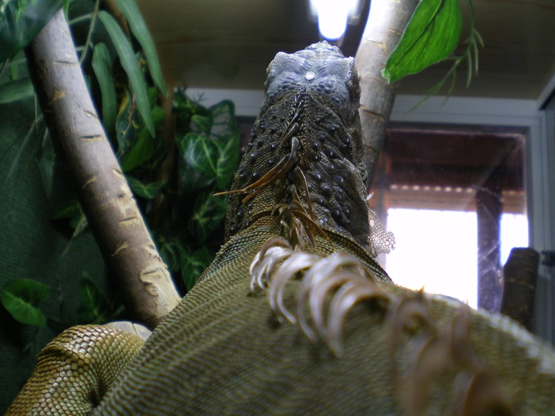 iguana.JPG