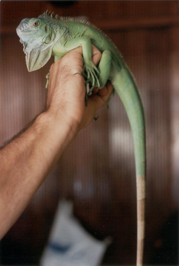Iguana.jpg