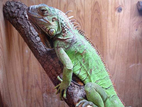 iguana.JPG
