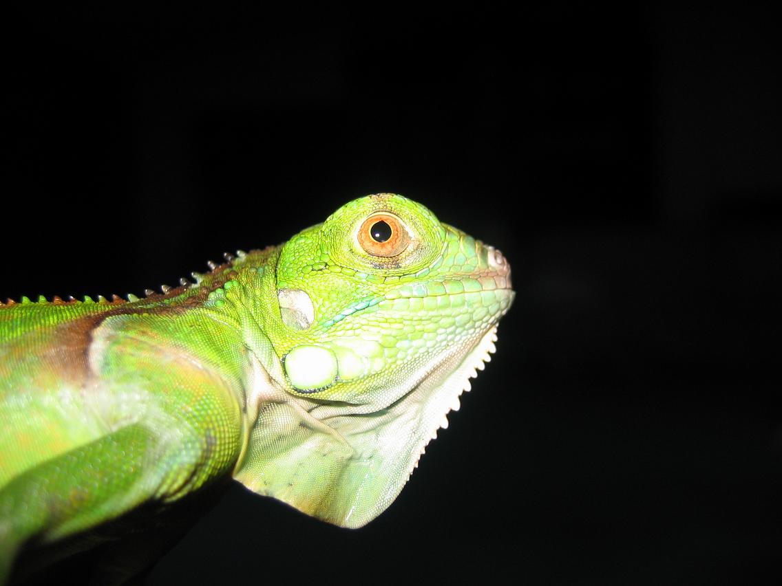 iguana redu.JPG