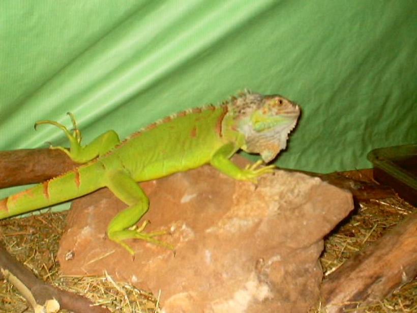 iguana2.JPG