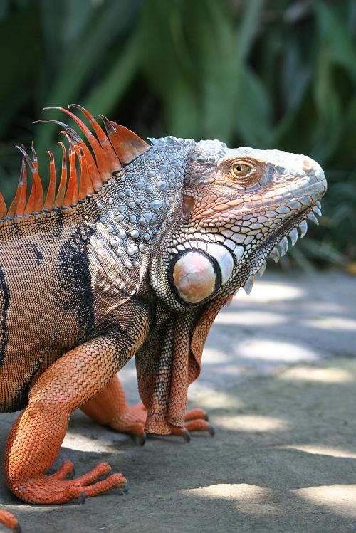 Iguana_verm.JPG