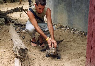 iguanas rinoceronte.jpg