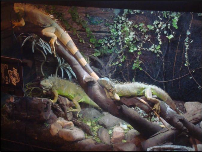 iguanas3.JPG