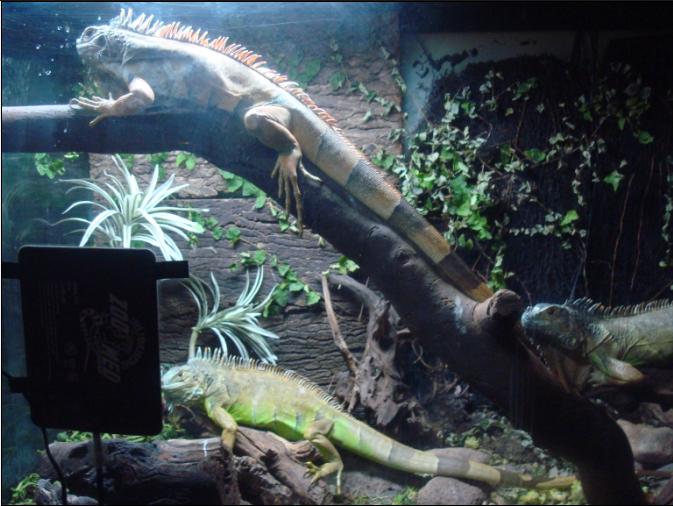 iguanas4.JPG