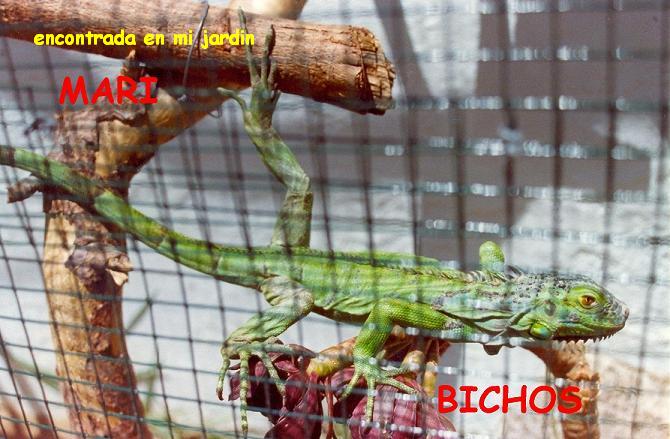 Iguanera 2.jpg