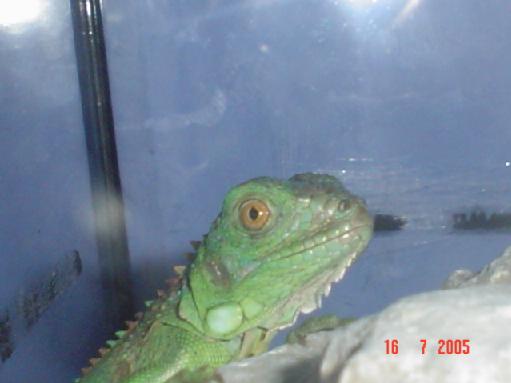 iguanita.JPG