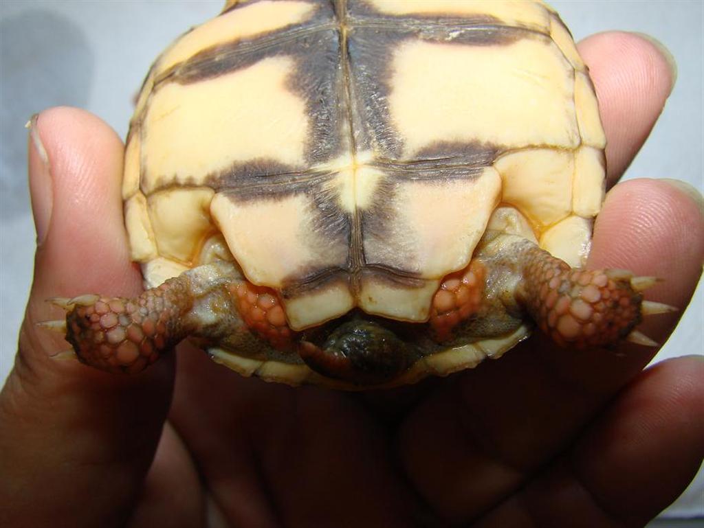 Imagem 072 (Large).jpg