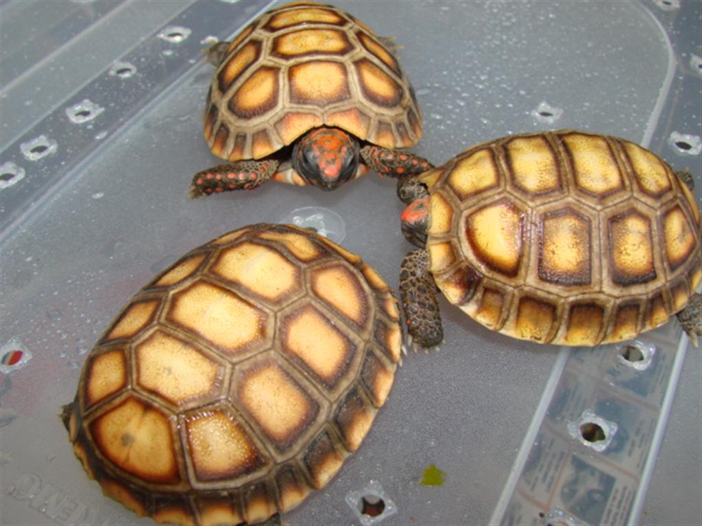 Imagem 180 (Large).jpg