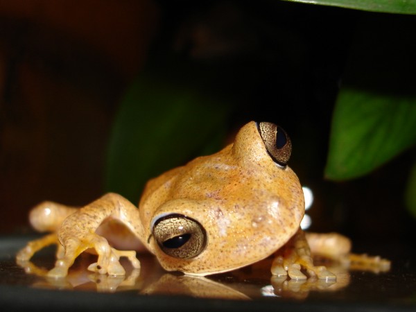 Imagem 195 (600 x 450).jpg