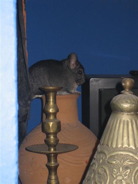 Imagen 001 (Medium).jpg