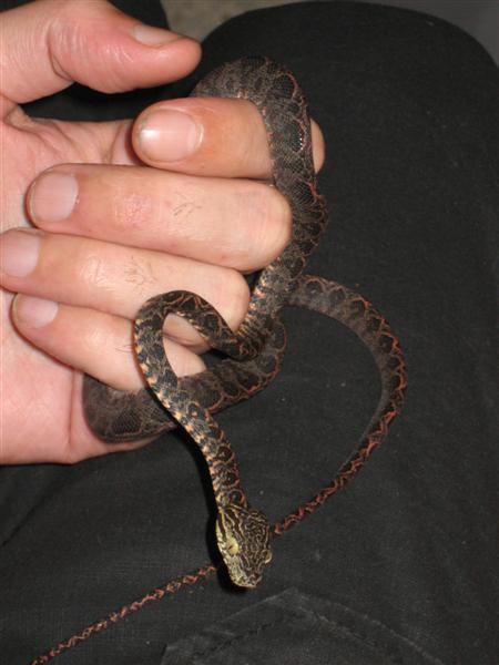 Imagen 004 (Medium).jpg