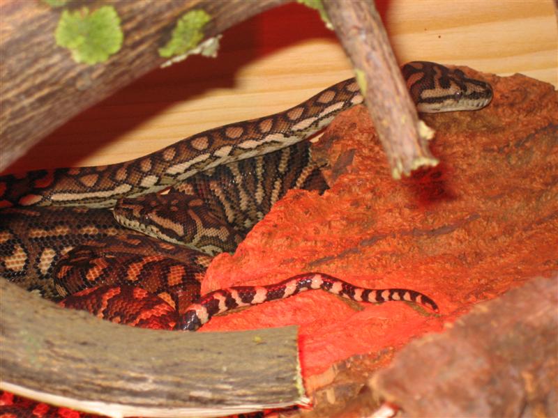 Imagen 006 (Medium).jpg