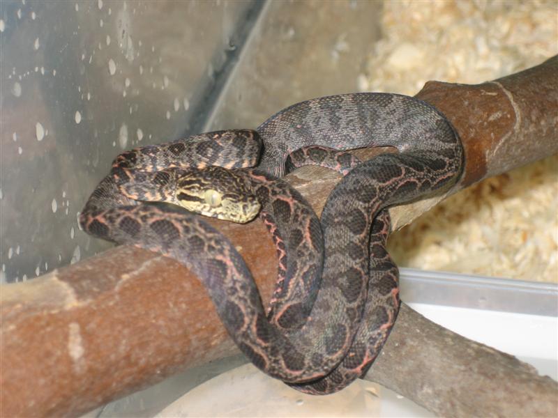 Imagen 008 (Medium).jpg