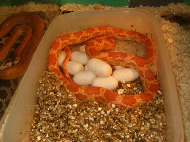 Imagen 008comprimda.jpg