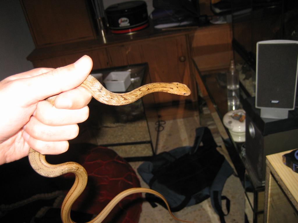 Imagen 009 (Large).jpg