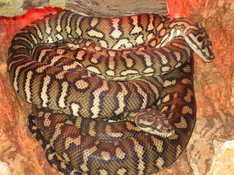 Imagen 010 (Medium).jpg