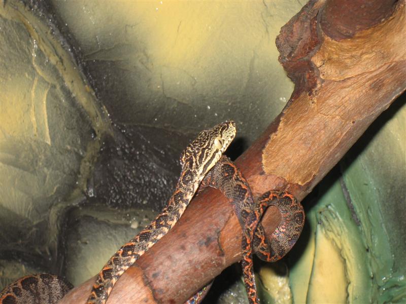 Imagen 018 (Medium).jpg